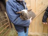 Malá ovečka na ukážku vybratá z príjemného prostredia.