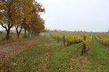Krásna jesenná atmosféra Boršických vinohradov.